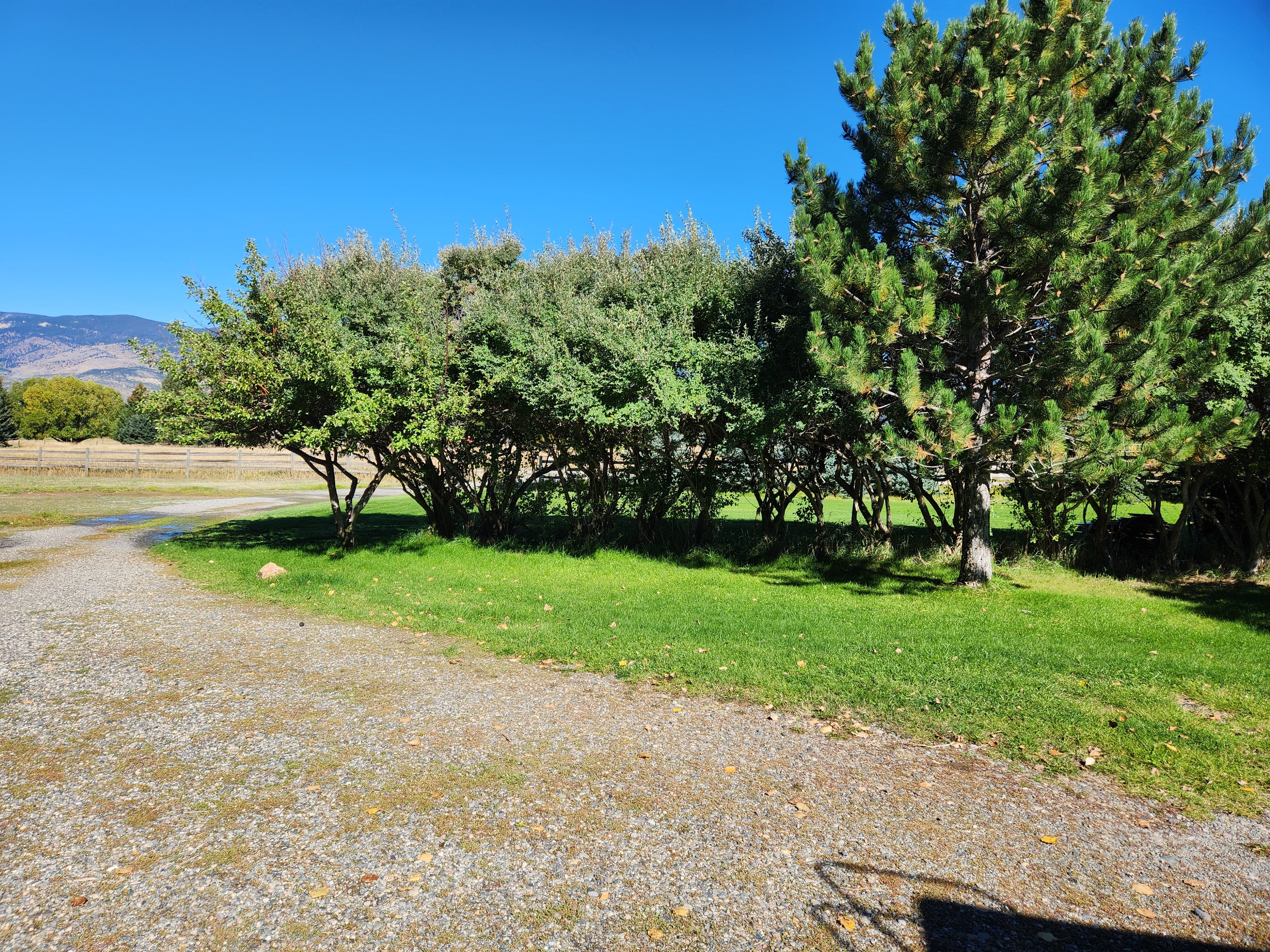 Semi circle drive way with trees in front yard