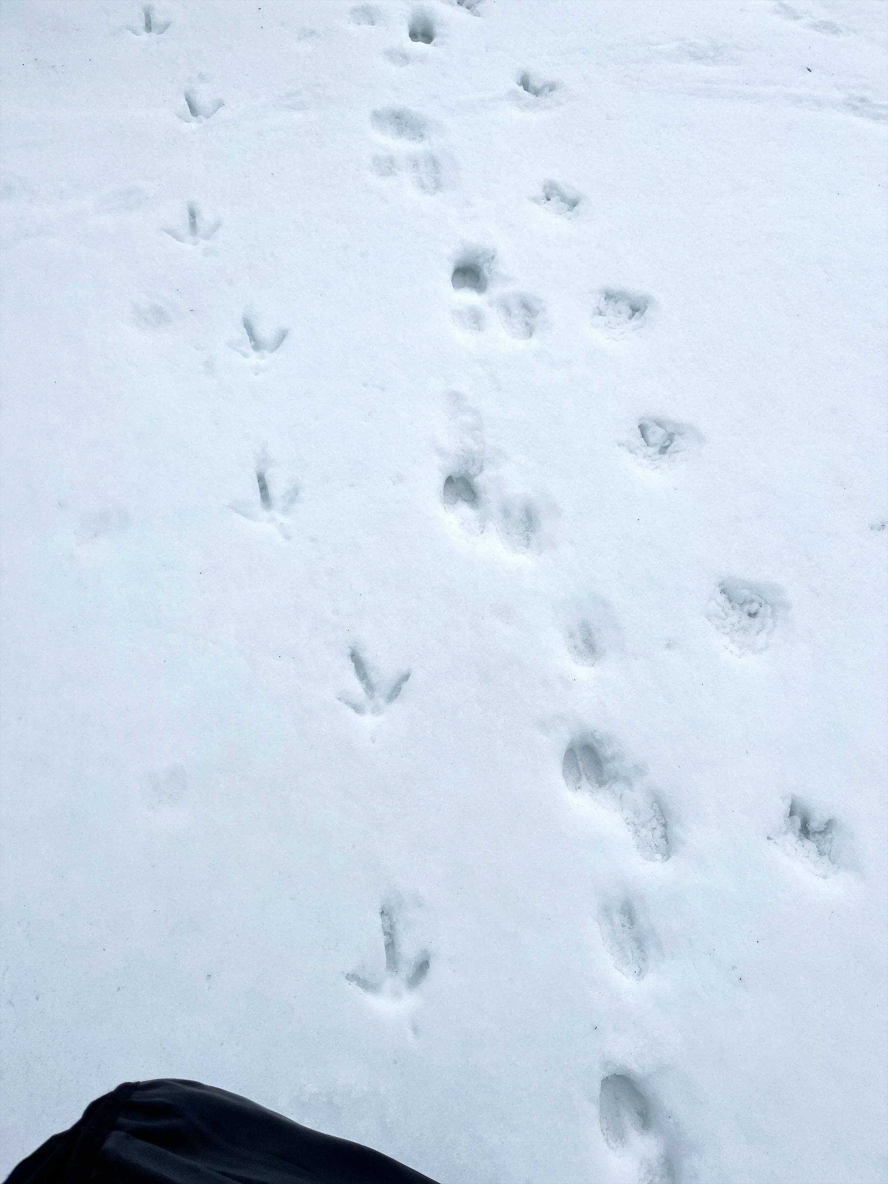Animal tracks