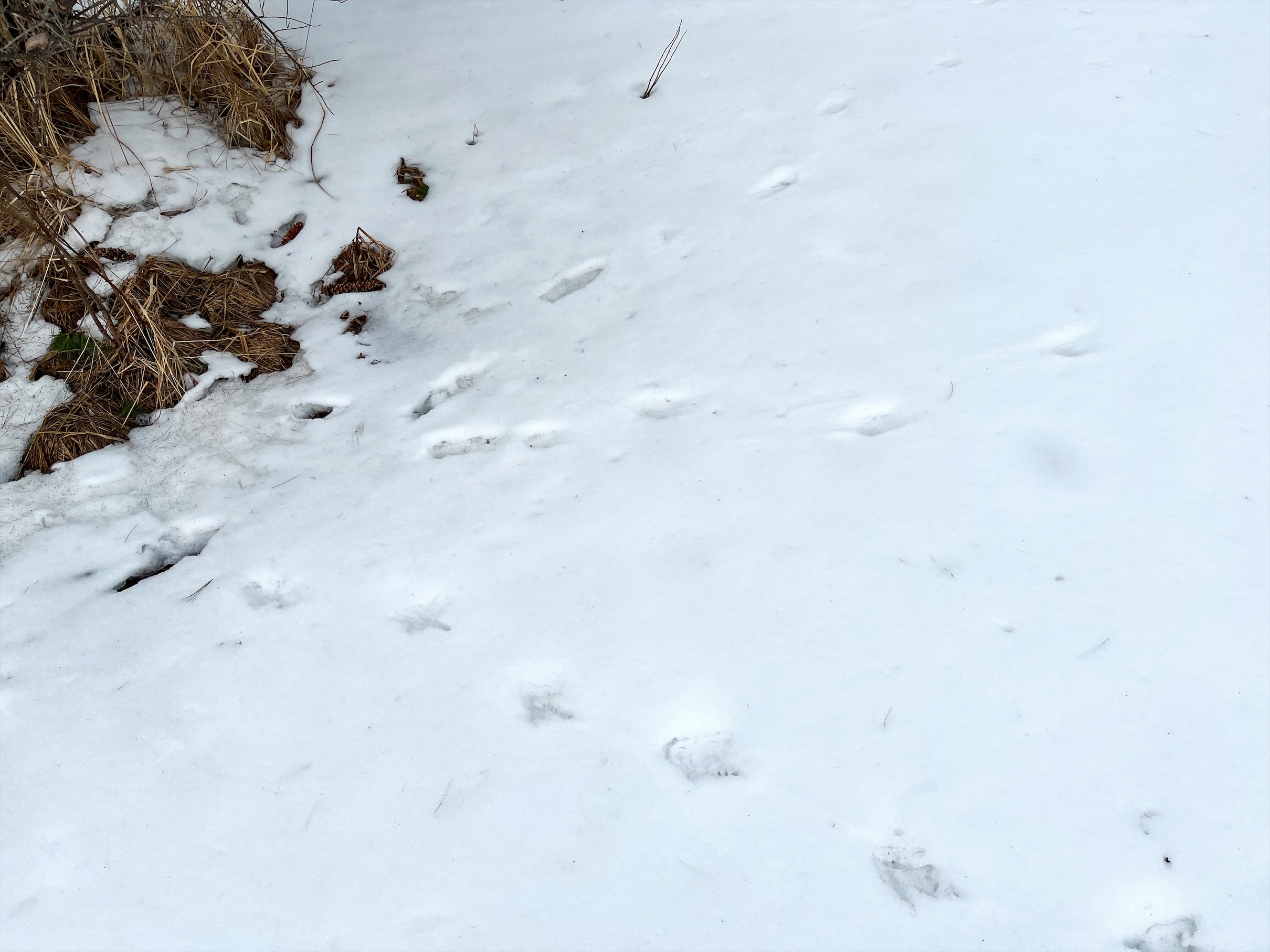 Animal tracks