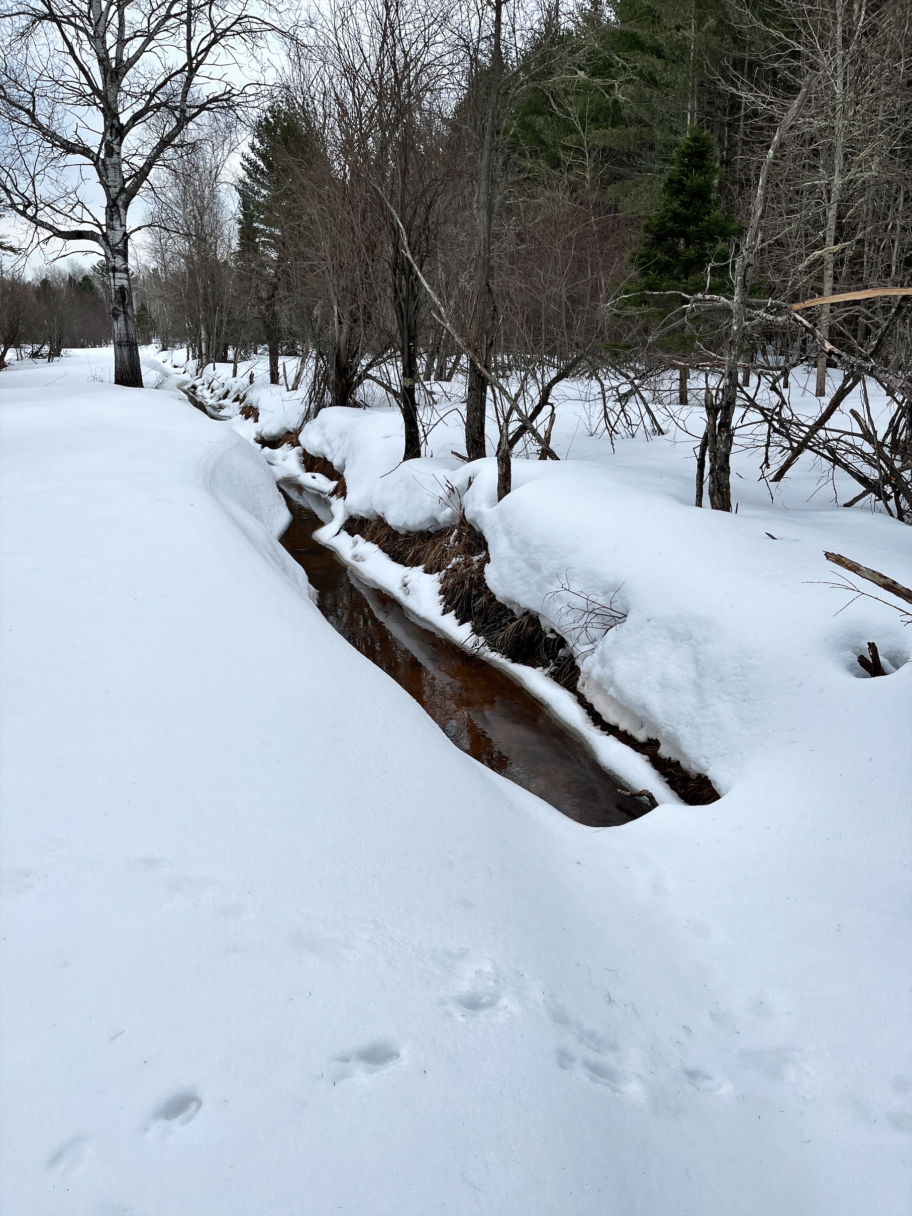 Creek and animal tracks