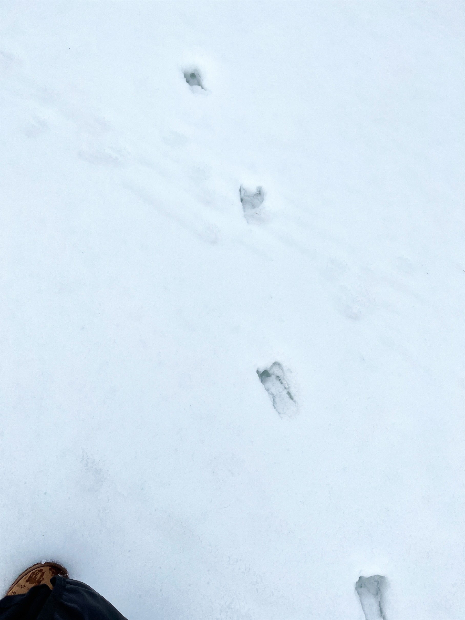 Animal tracks