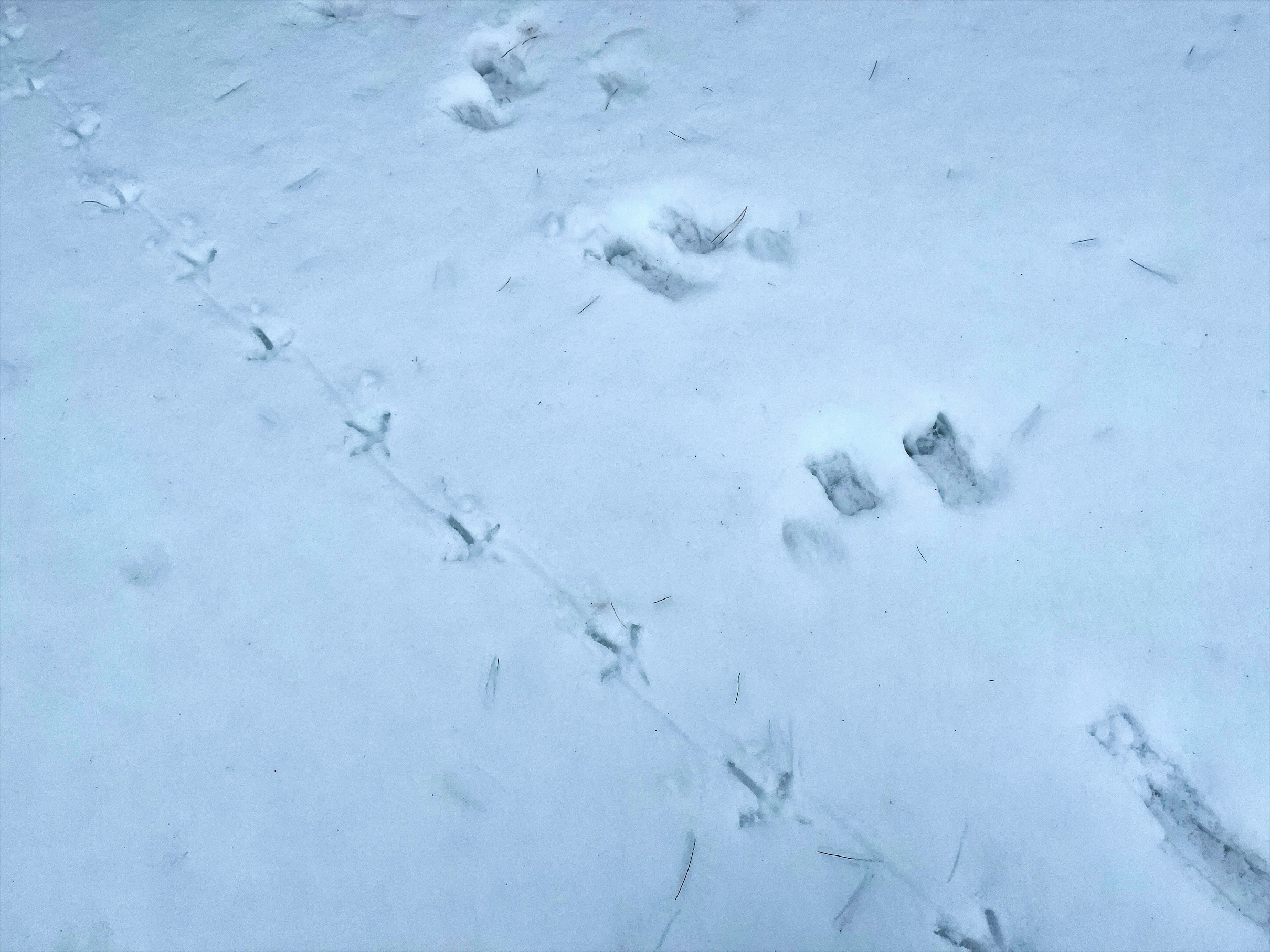 Animal tracks