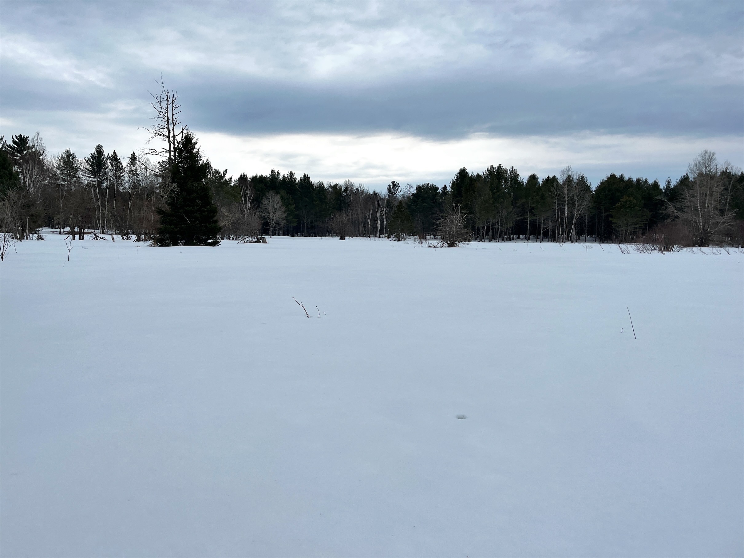 Non wooded portion of the land
