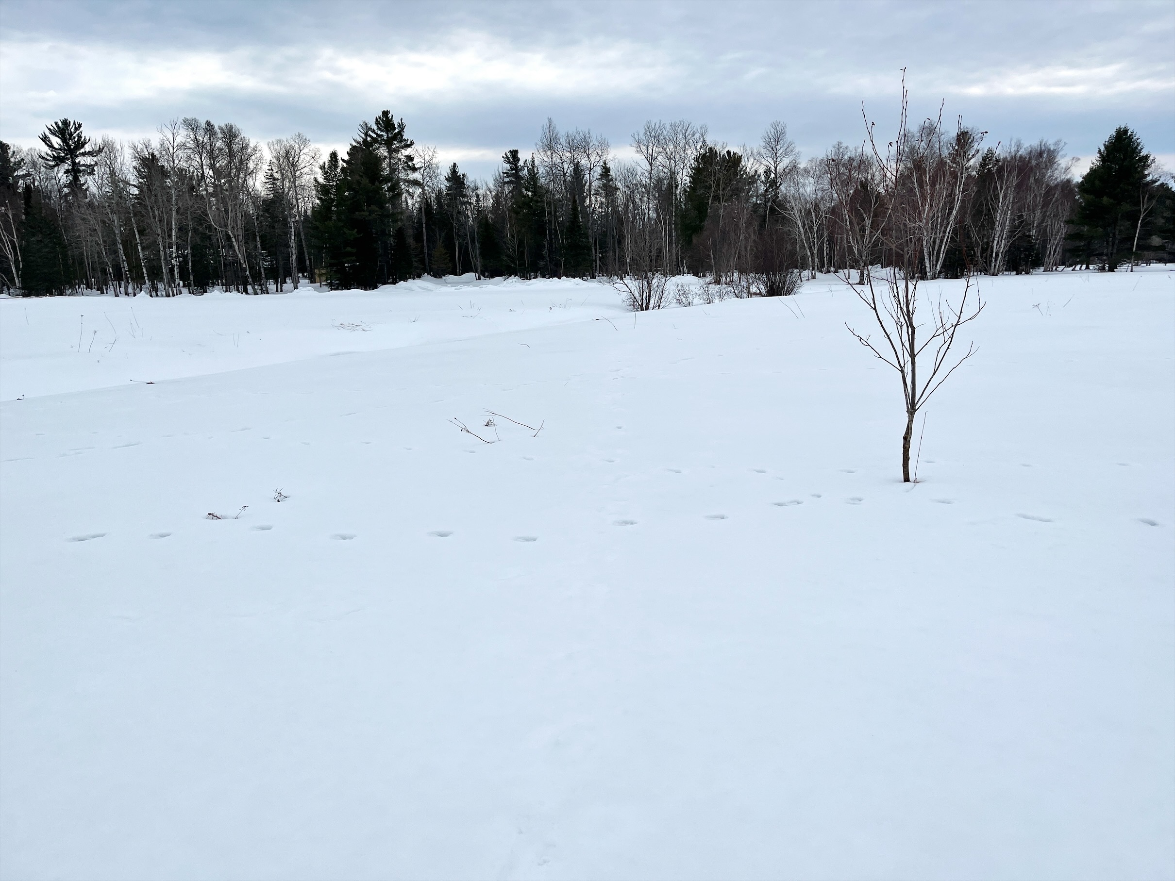 View of the woods