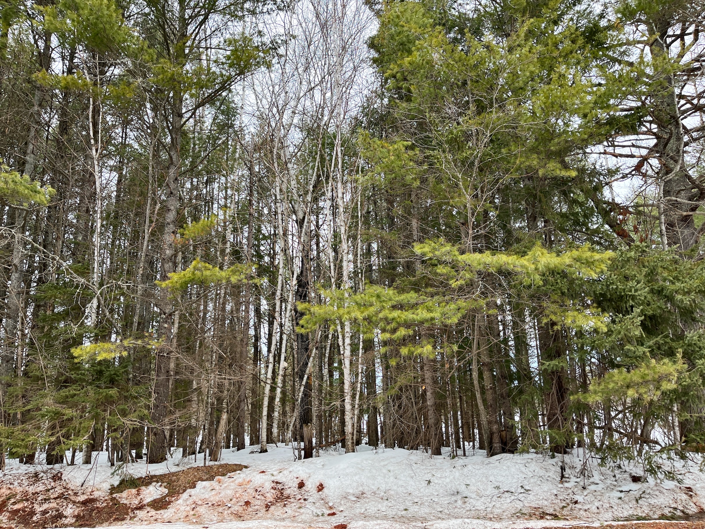 Wooded portion of lots