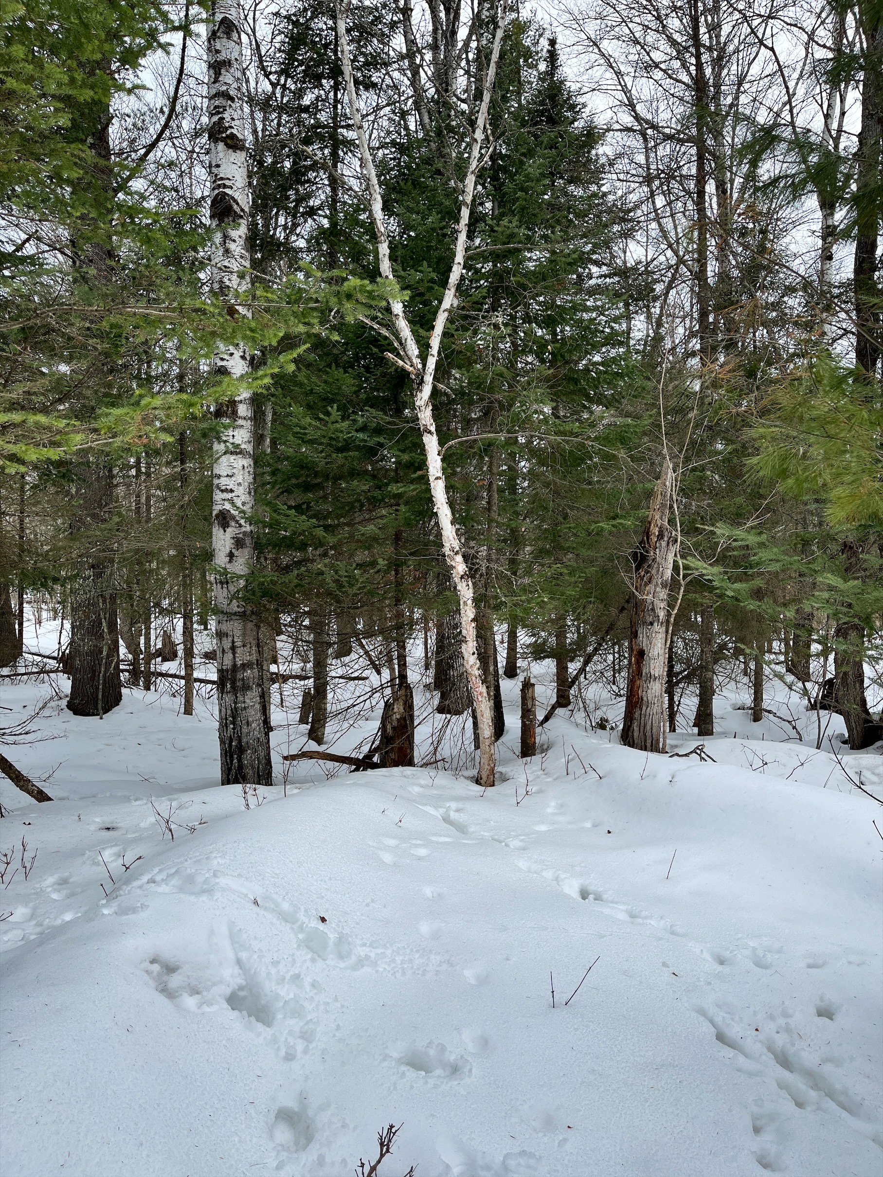 Wooded portion of lots