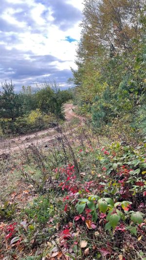 trail view