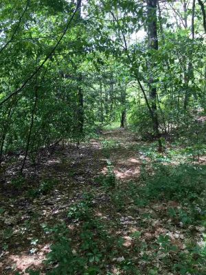 treed lot view