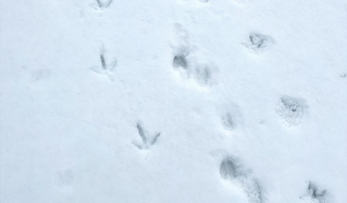 Animal tracks