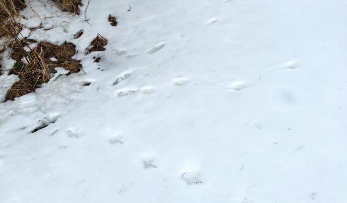 Animal tracks