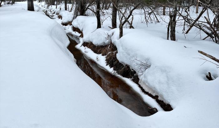 Creek and animal tracks