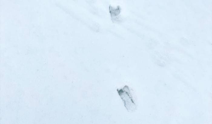 Animal tracks