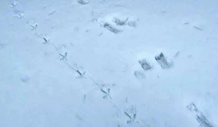 Animal tracks