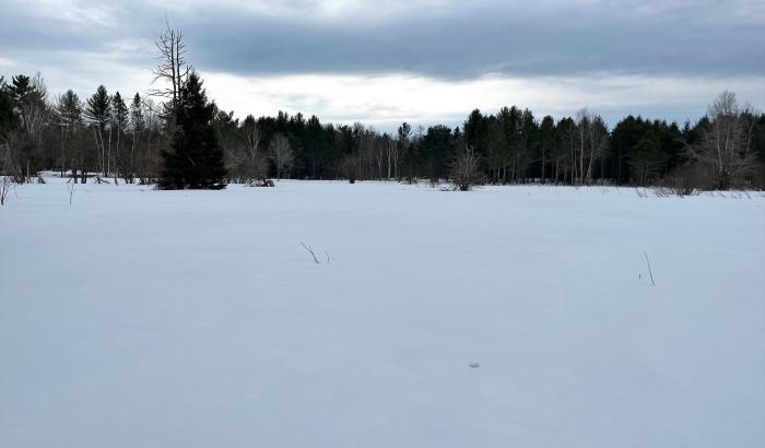 Non wooded portion of the land