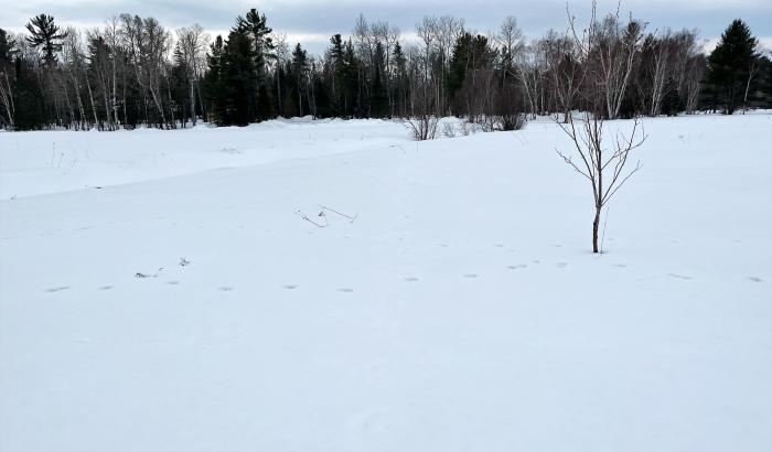 View of the woods