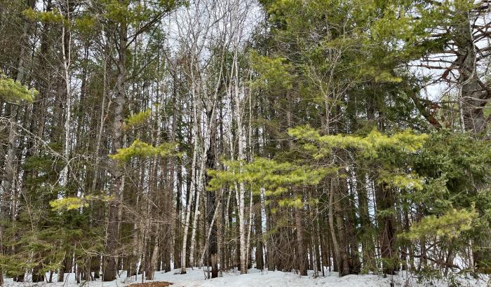 Wooded portion of lots