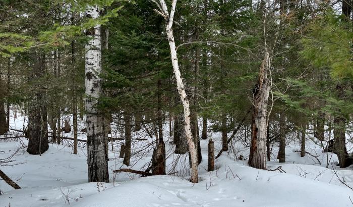 Wooded portion of lots