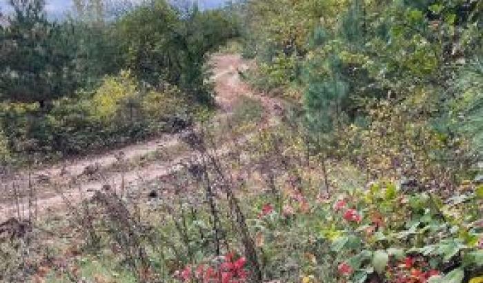 trail view