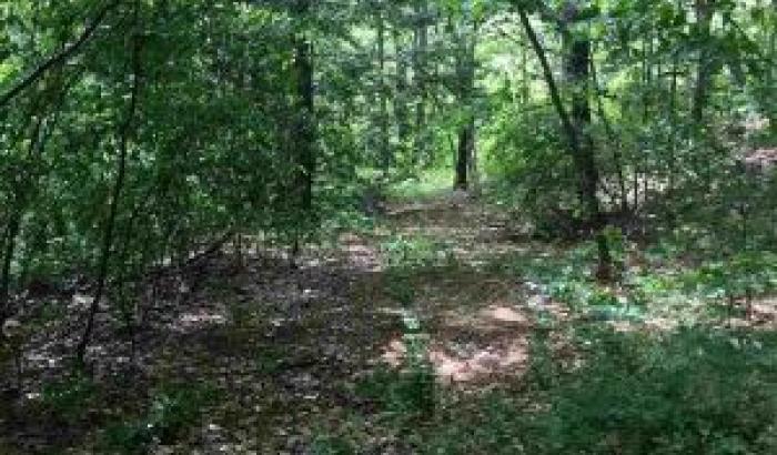treed lot view